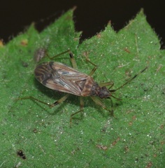 Ozophora occidentalis
