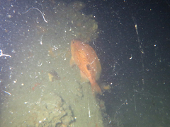 Caesioperca lepidoptera