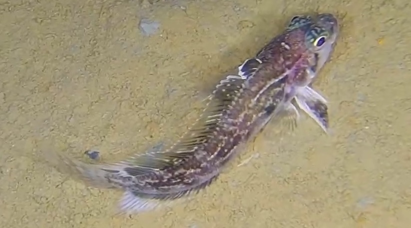 Blackfin notothen (Trematomus scotti) — Nototheniidae