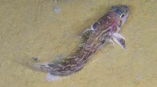 Blackfin notothen (Trematomus scotti) — Nototheniidae