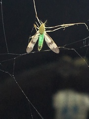 Stenochironomus hilaris