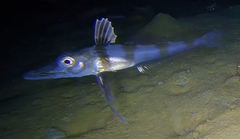 Blackfin Icefish photo 1