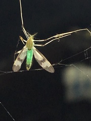 Stenochironomus hilaris