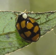 Harmonia axyridis