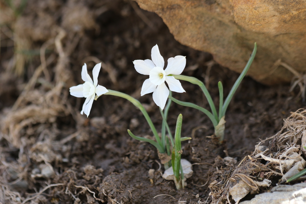 Narcissus watieri