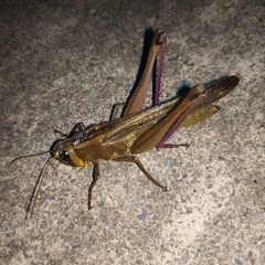 Choroedocus violaceipes