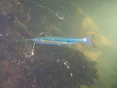 Hyporhamphus ihi