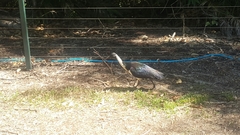 Threskiornis spinicollis