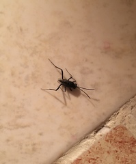 Evania appendigaster