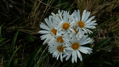 Dolichoglottis scorzoneroides