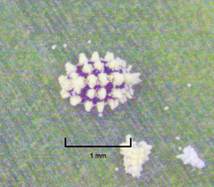 Nipaecoccus aurilanatus