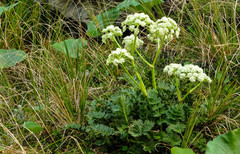 Anisotome pilifera