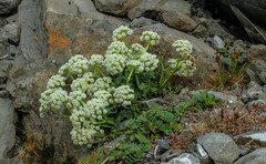Anisotome pilifera