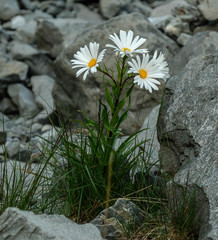 Dolichoglottis scorzoneroides