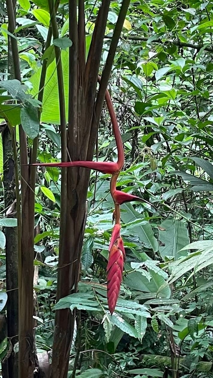 Imagem de Bananeira-do-brejo