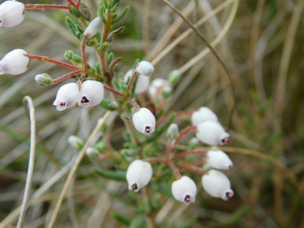 rough-heath-from-loerkloof-greyton-7233-south-africa-on-february-27