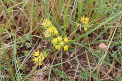 Bupleurum veronense