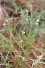 Asperula cynanchica