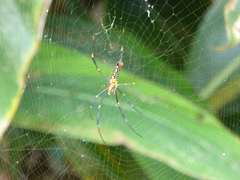 Nephila pilipes