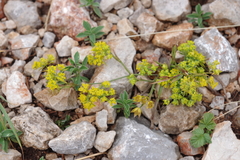 Bupleurum veronense