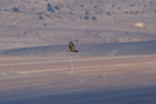 Long-legged Buzzard