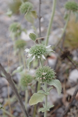 Marrubium incanum