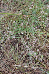 Asperula cynanchica