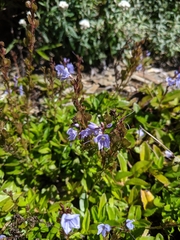 Veronica morrisonicola