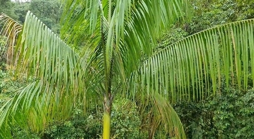 Foto de Açaí-solteiro