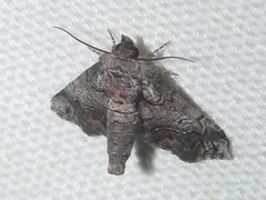 Paectes abrostolella