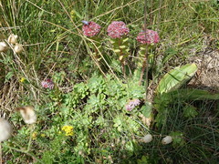 Hylotelephium anacampseros