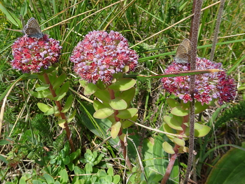 Hylotelephium anacampseros (Hylotelephium anacampseros)