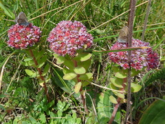 Hylotelephium anacampseros