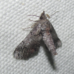 Paectes abrostolella