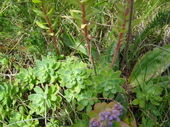 Hylotelephium anacampseros