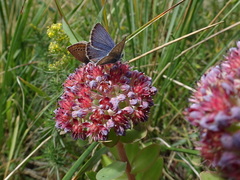 Hylotelephium anacampseros