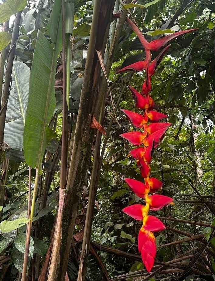 Imagem de Bananeira-do-brejo