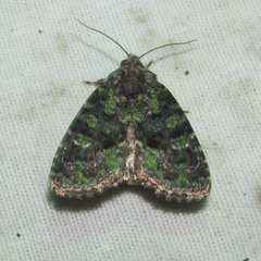 Paramiana smaragdina