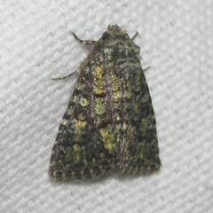 Paramiana smaragdina