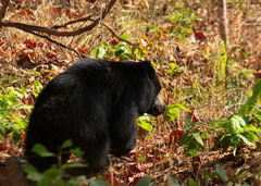 Melursus ursinus ursinus