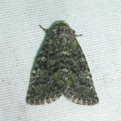 Paramiana smaragdina