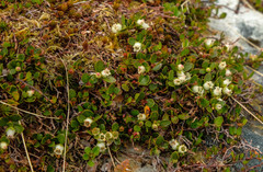 Gaultheria nubicola