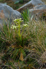 Aciphylla similis