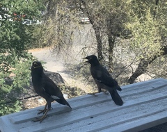 Acridotheres tristis