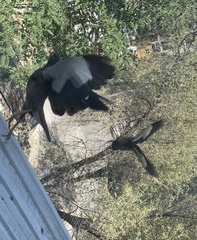 Acridotheres tristis