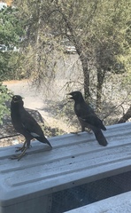 Acridotheres tristis