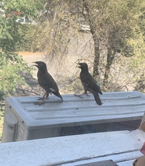 Acridotheres tristis