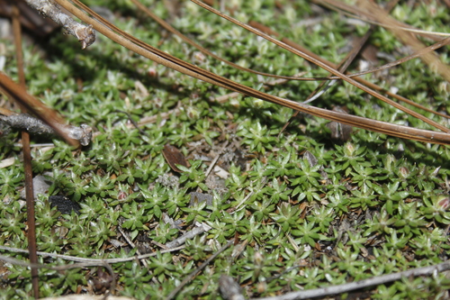 Image of Pyxidanthera brevifolia by (c) Alex Karasoulos, some rights reserved (CC BY)