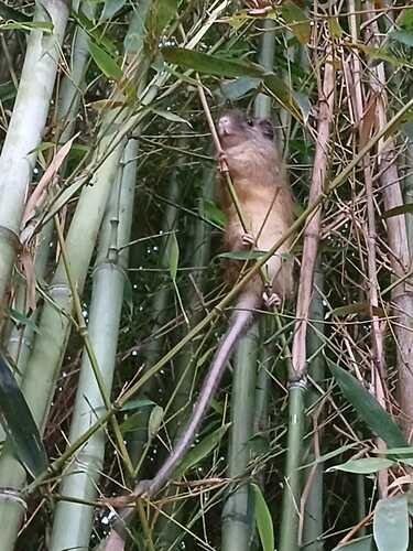 Atlantic Bamboo Rat