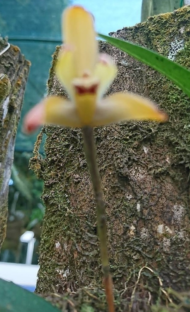 Imagem de Cafuné